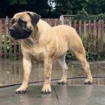 Aisha Head Honcho (Farah)