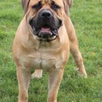 Aisha Hell Raiser (Gus)