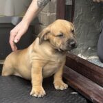 Black collar male (Loki) 8 weeks