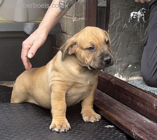 Black collar male (Loki) 8 weeks