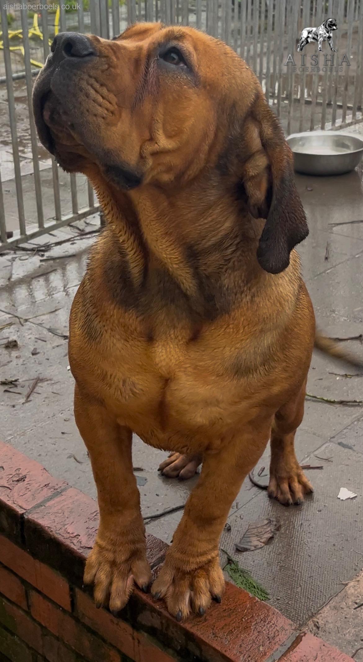 Aisha Nova – Up and Coming Juvenile Boerboel