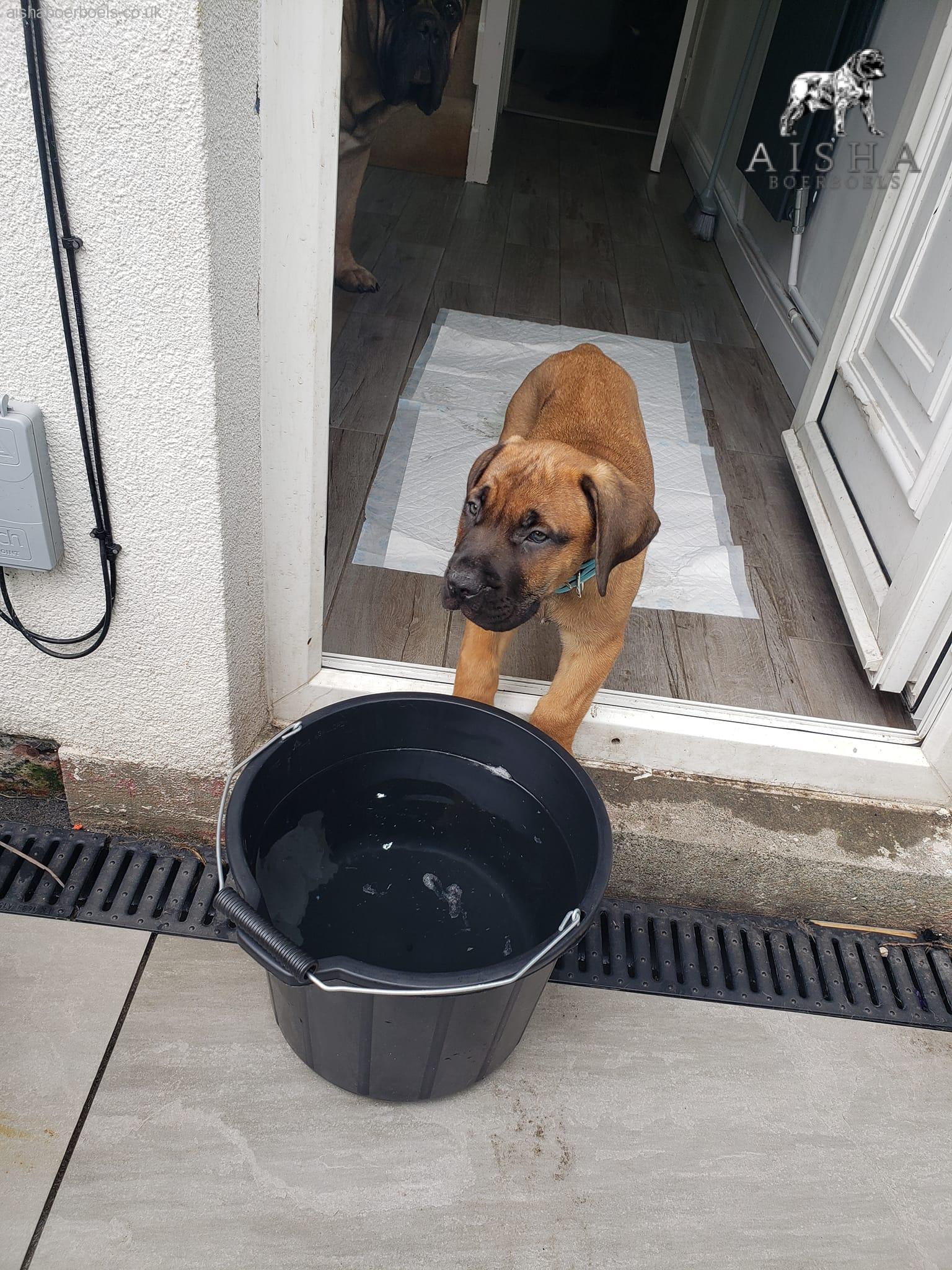 Aisha Reaper (Jaxx) settling in well to his new home