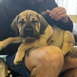 Aisha Rebel in his new forever home