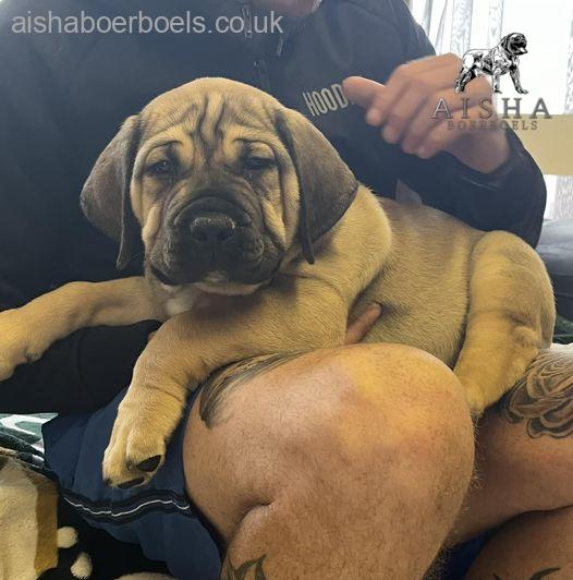 Aisha Rebel in his new forever home