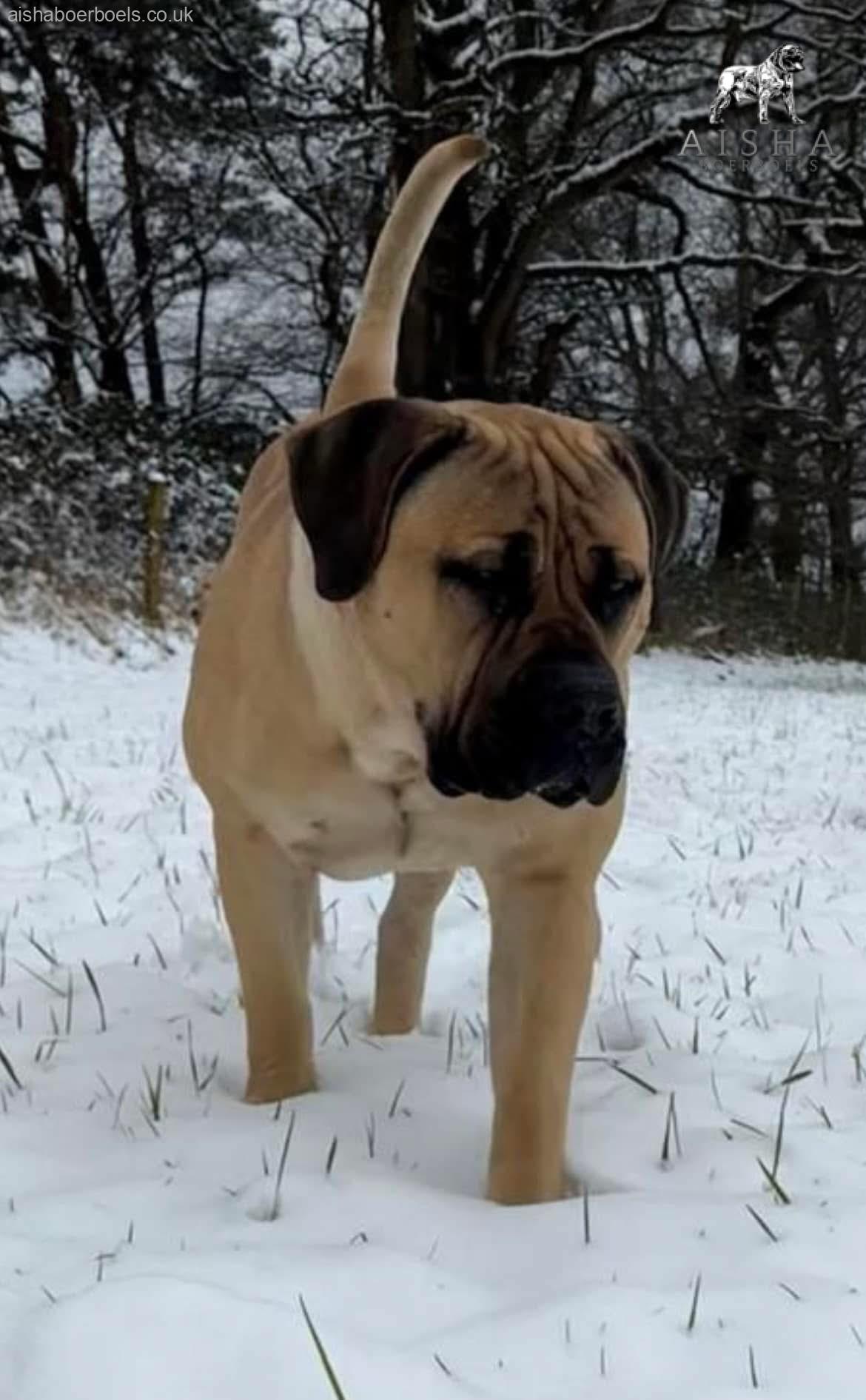 Aisha Ronnie 2 the Snow Beast!