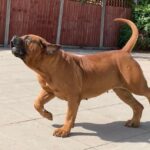 Aisha Sharpie (Nala)