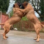 Aisha Sharpie (Nala)