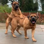 Aisha Sharpie (Nala)