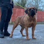 Aisha Sharpie (Nala)