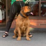 Aisha Sharpie (Nala)