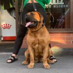 Aisha Sharpie (Nala)