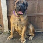 Aisha Ten Ton Tess (Tessa)