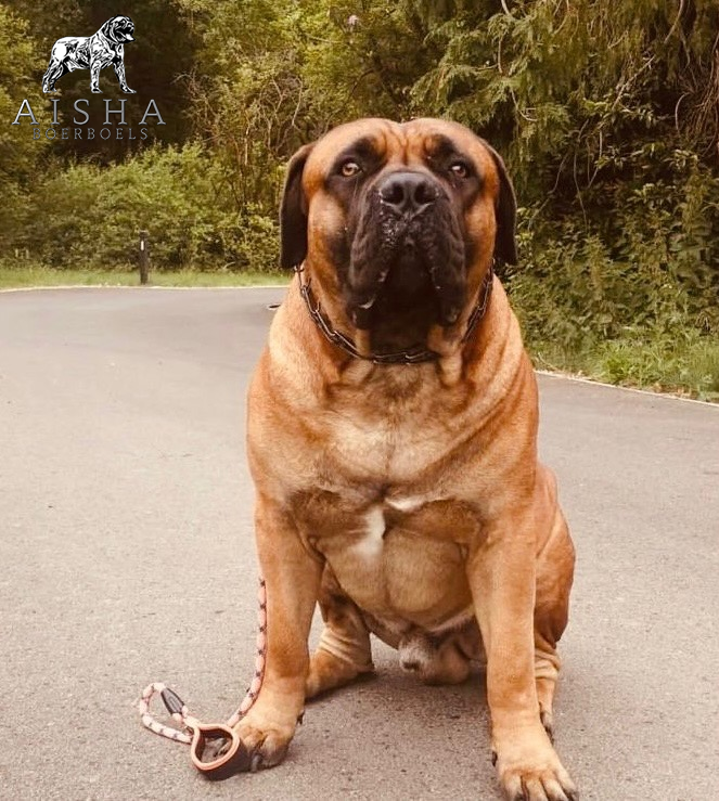 Aisha boerboels online