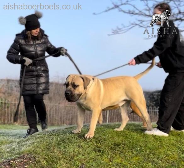 Aisha Yster (Apollo)