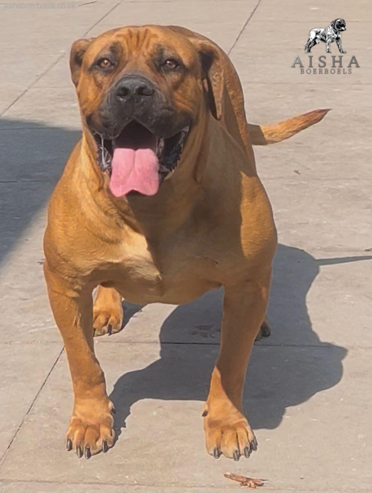 FOR SALE: Female Boerboel – Aisha Anya