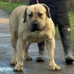 Aisha Lula Aisha Lady