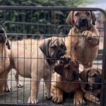 Available Puppies - Available Boerboel Puppies