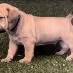 Black Collar Male Boerboel pup For Sale 4 weeks old | Aisha Boerboels