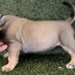Blue Collar Male Boerboel pup For Sale 4 weeks old | Aisha Boerboels
