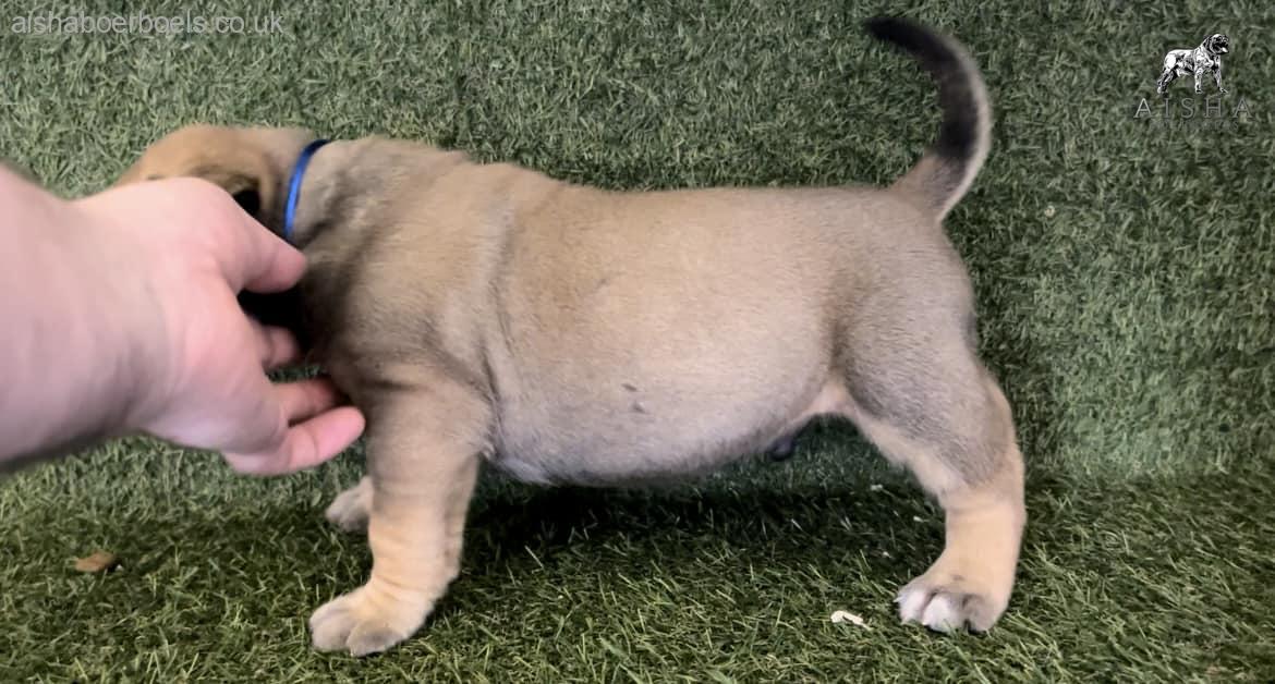 FOR SALE: 4 week old Male Boerboel Pup – Black Collar