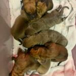 Dakota X Clay Puppies 2022