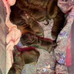 Dakota X Clay Puppies 2022