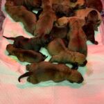 Dakota X Clay Puppies 2022