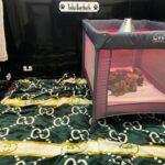 Dakota X Clay Puppies 2022