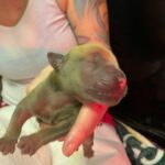 Dakota X Clay Puppies 2022