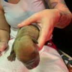 Dakota X Clay Puppies 2022