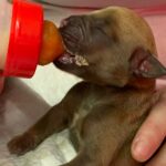 Dakota X Clay Puppies 2022