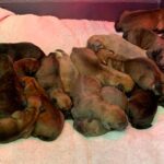 Dakota X Clay Puppies 2022