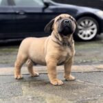 Dakota X Clay Puppies 2022