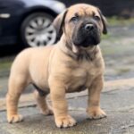 Dakota X Clay Puppies 2022