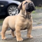 Dakota X Clay Puppies 2022