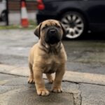 Dakota X Clay Puppies 2022