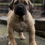 Dakota X Clay Puppies 2022