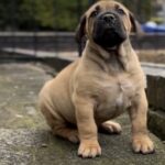 Dakota X Clay Puppies 2022