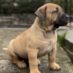 Dakota X Clay Puppies 2022