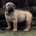 Dakota X Clay Puppies 2022