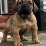 Dakota X Clay Puppies 2022