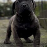 Dakota X Clay Puppies 2022