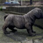 Dakota X Clay Puppies 2022