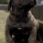 Dakota X Clay Puppies 2022