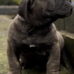 Dakota X Clay Puppies 2022