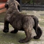 Dakota X Clay Puppies 2022