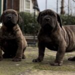 Dakota X Clay Puppies 2022