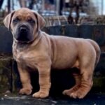 Dakota X Clay Puppies 2022