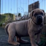 Dakota X Clay Puppies 2022