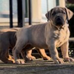 Dakota X Clay Puppies 2022